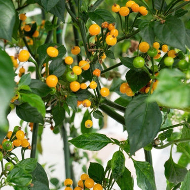 Aji Charapita Pepper Seeds - The Pepper Pantry (Formerly Marie Sharp's)